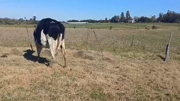 Lote (Vendido)Vacas preñadas HOLANDO en CUFRE