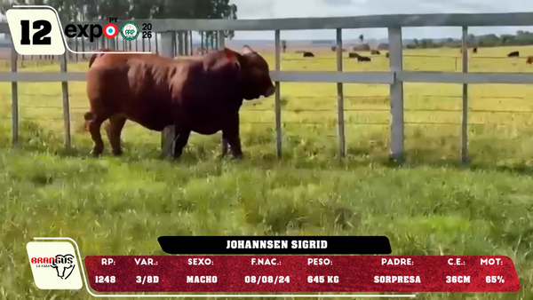 Lote LOTE 12