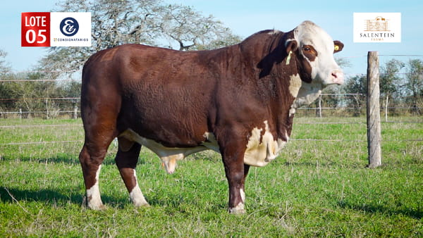 Lote LOTE 5 - TORO BRAFORD NO. 9