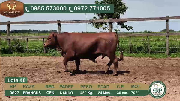 Lote Toros BRANGUS, Ñeembucú