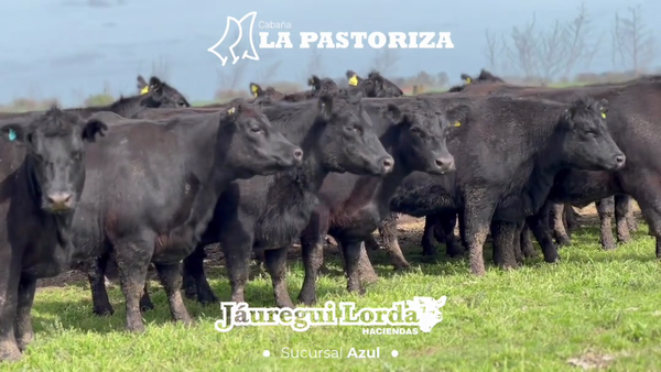 Lote 8 Vacas C/ gtia de preñez