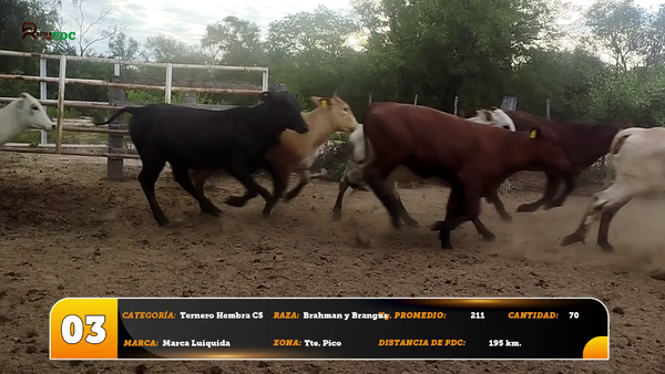 Lote Ternero Hembra C5