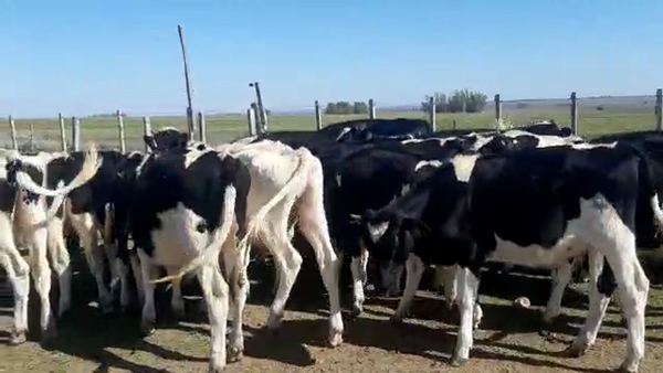 Lote 23 Novillos Holando