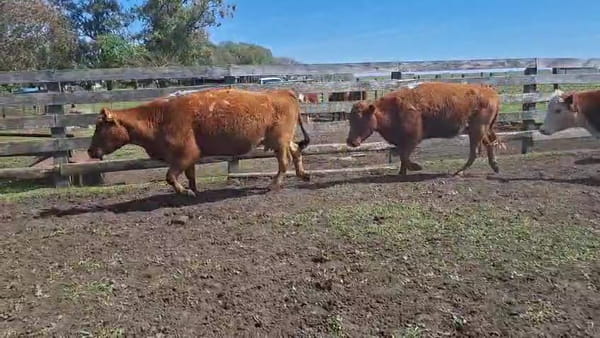 Lote VACAS PREÑADAS