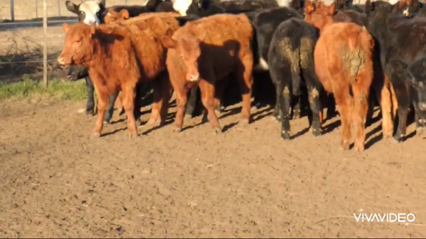 Lote 65 Terneras en Lezama, Buenos Aires