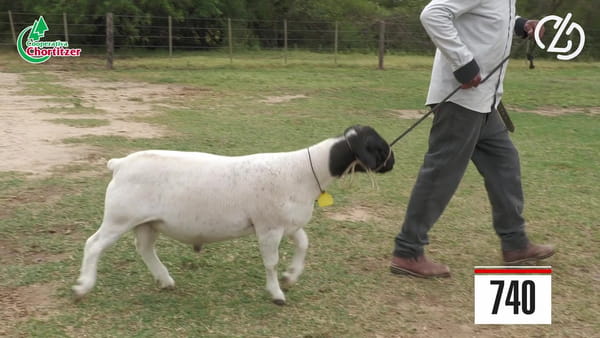 Lote Dorper-Schafe