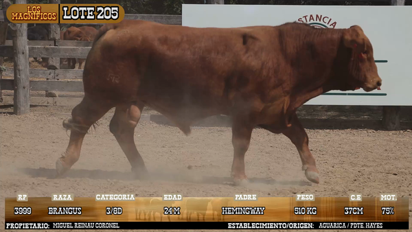Lote LOTE 205 - PANTALLA