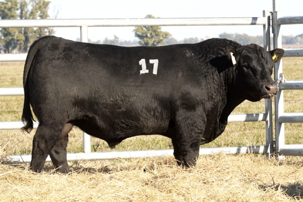 17 — TOROS ANGUS PUROS CONTROLADOS
