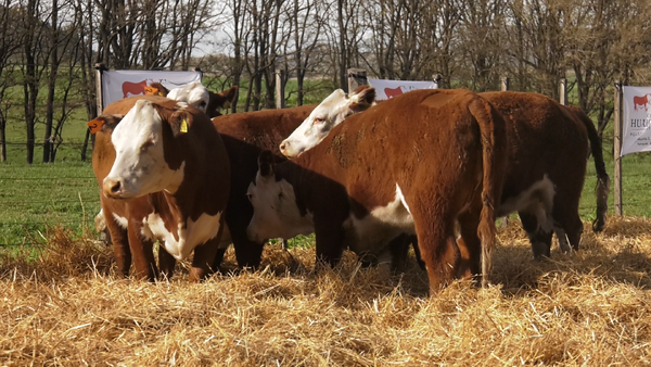 Lote VAQUILLONAS P.HEREFORD PR PARICION OTOÑO CABAÑA HUAICO MUN