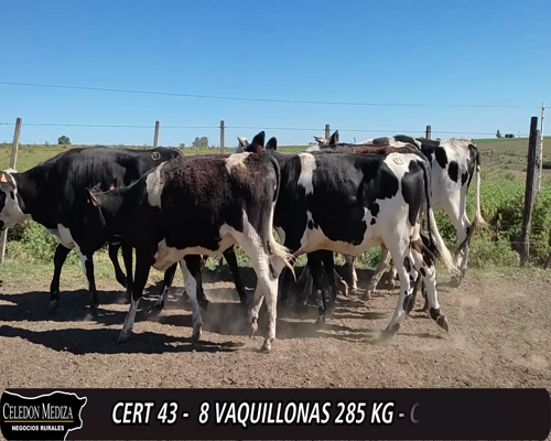 Lote (Vendido)8 Vaquillonas 1 a 2 años 3NO,  3 HO,  1 NO X AA, 1 AA X HO 285kg -  en  VILLA SANTA - RUTA 21, SAN PEDRO