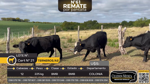 Lote 12 Terneros y Terneras en Las Víboras, Colonia