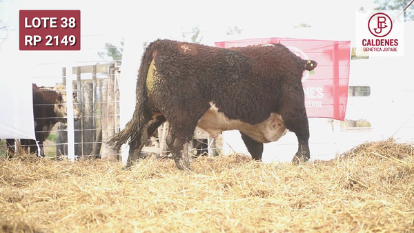 Lote Toro PR