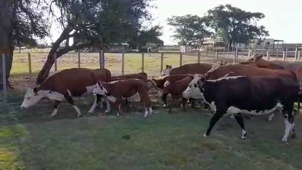 Lote 18 Piezas de Cria