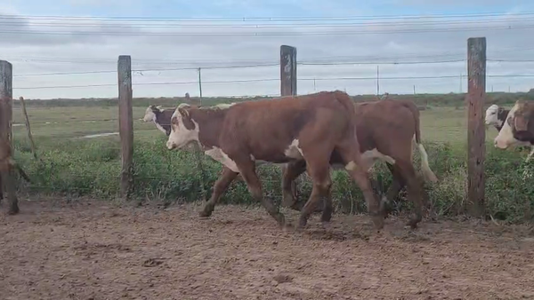 Lote 92 Novillitos