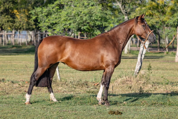 Lote PACÍFICA TINAJERA