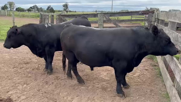 Lote Birriel Hnos / La Tapera
