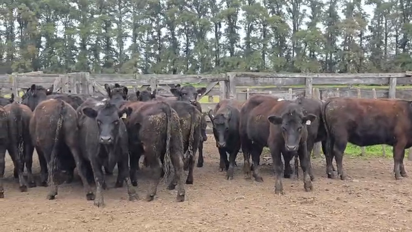 Lote 18 Vaquillonas preñadas