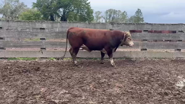 Lote El Vichadero RP H532