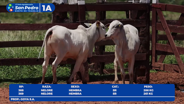 Lote LOTE 1A- POR PANTALLA