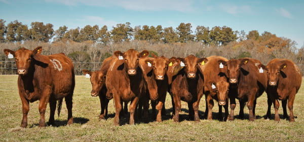 Lote Vaquillonas Angus PC Primavera