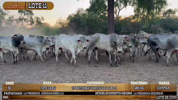 Lote LOTE 11