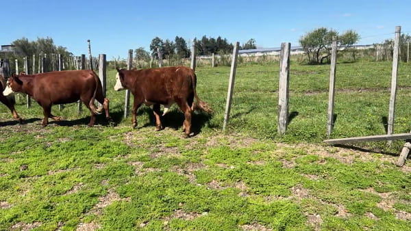 Novillos 1 a 2 años