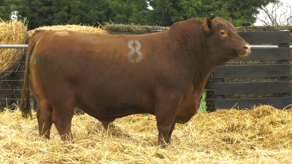 8 - 4042C — TOROS ANGUS PURO CONTROLADO