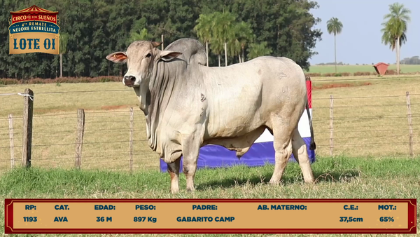 Lote LOTE 1