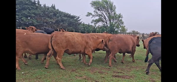 Lote 32 Vacas faena en Alcira Gigena, Córdoba