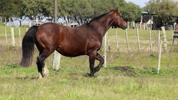 Lote Fogoza