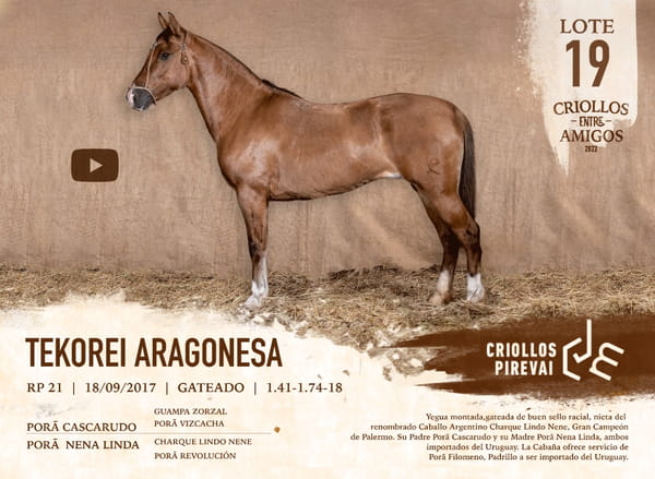 Lote TEKOREI ARAGONESA RP 21