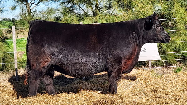 Lote HEMBRAS