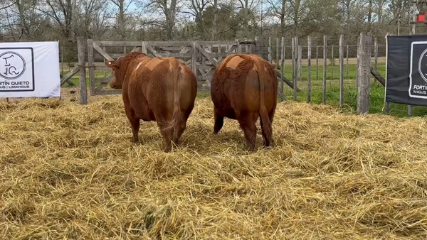 Lote 2 Toros PC