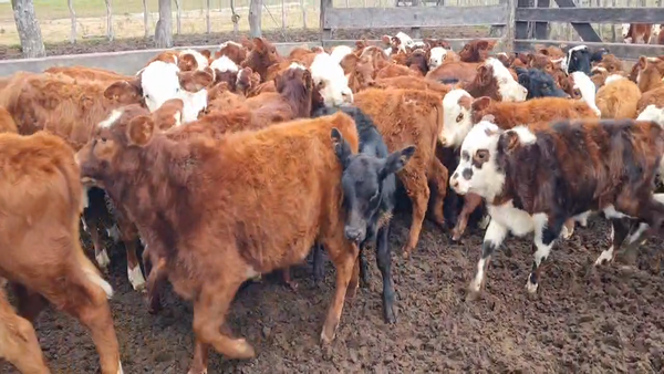Lote 158 Terneros/as