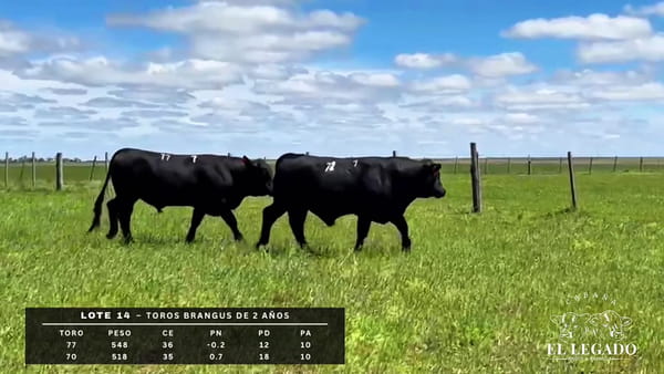 Lote Toro Brangus de 2 años