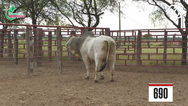 Lote Brahman
