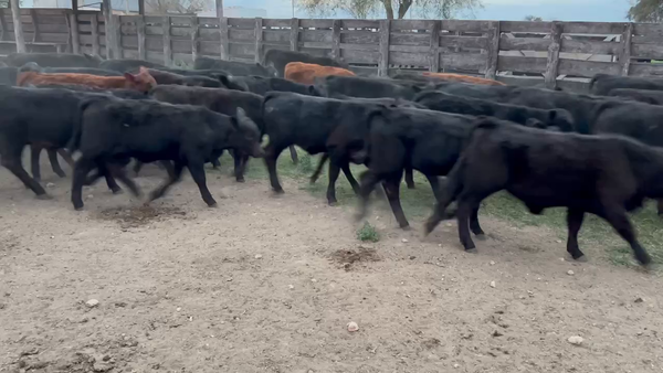 Lote 66 Terneros/as en Durazno, Entre Ríos