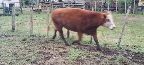 Lote VACAS INVERNAR