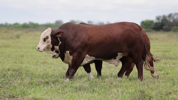 Lote Toros BRAFORD - Cabaña TENONDERA