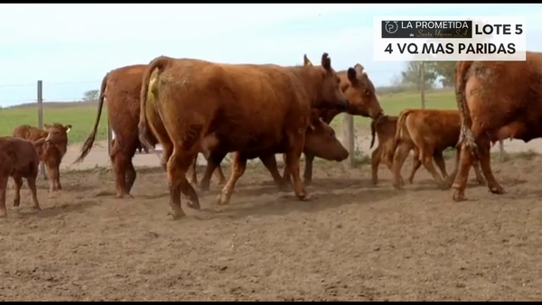 Lote "LA PROMETIDA" 4 VQ MAS PARIDAS