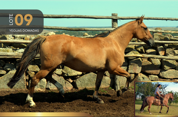 Lote Aquerenciada Estera