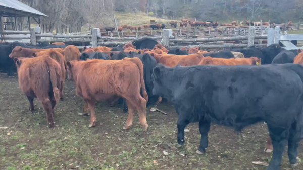 Lote 65 Ternero en Coyhaique, XI Región Aysén