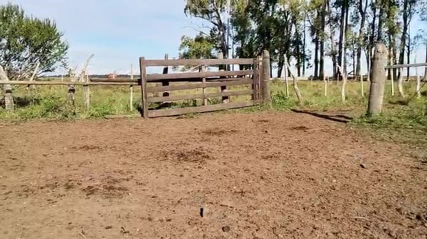 Lote 100 Terneros/as