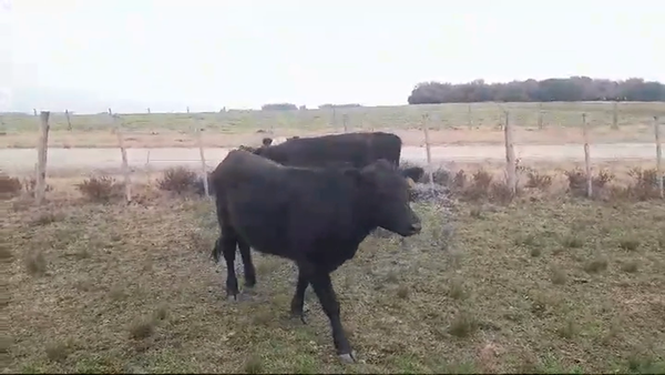 Lote (Vendido)3 Novillos 1 a 2 años CRUZAS 295kg -  en LA LAGUNA