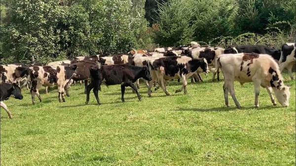 Lote 50 Ternero en Frutillar, X Región Los Lagos