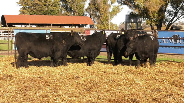 Lote TOROS ANGUS NEGROS PC