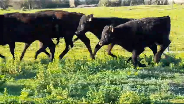 Lote (Vendido)8 Terneros ANGUS/ HOLANDO 210kg -  en CUFRE