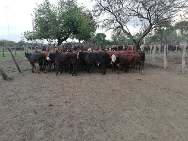 Lote 130 Terneros/as en Federal, Entre Ríos