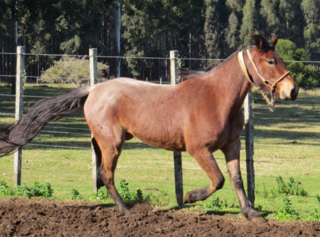 Lote BUITRE LA FLECHILLA