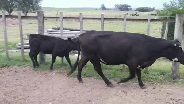 Lote (Vendido)2 Piezas de cría en BARRA DE SAN JUAN